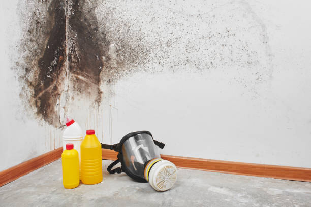 Best Black Mold Remediation in Warren, IL