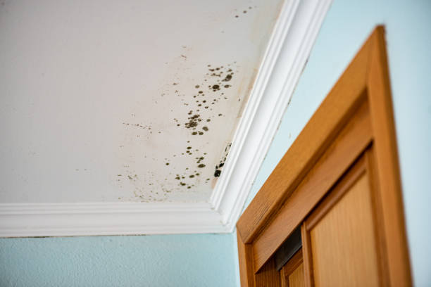 Best Attic Mold Remediation in Warren, IL
