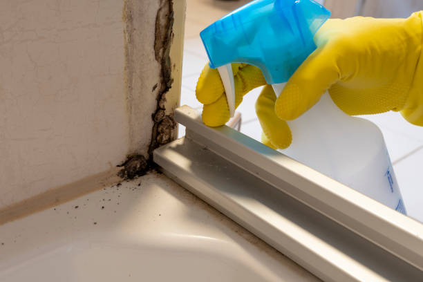 Best Commercial Mold Remediation in Warren, IL