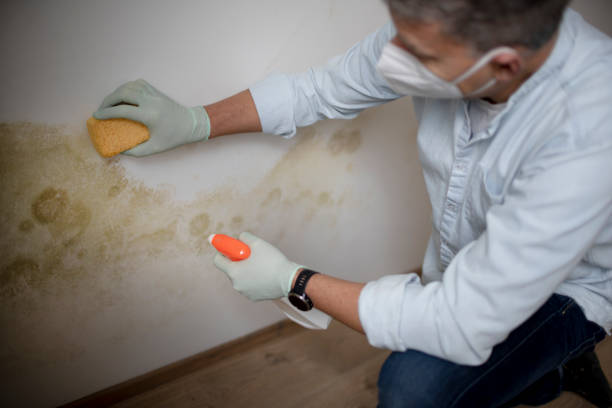 Best Mold Testing and Inspection Services in Warren, IL