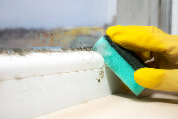 Best Bathroom Mold Remediation in Warren, IL