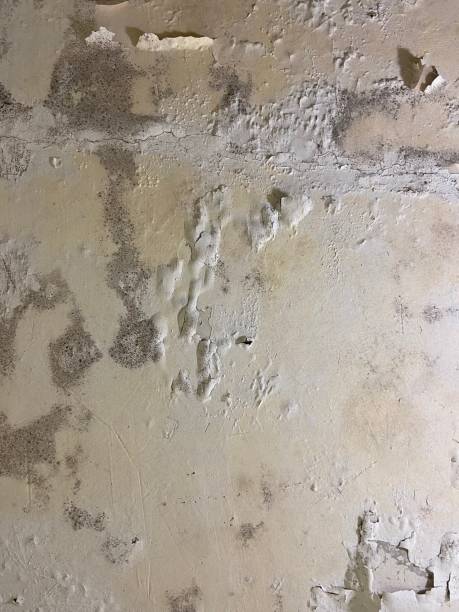 Best Basement Mold Remediation in Warren, IL