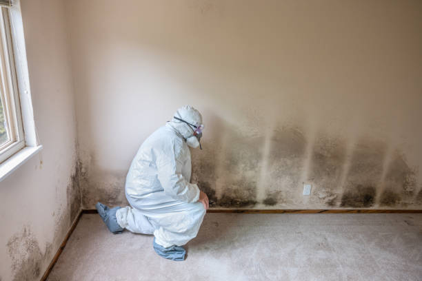 Warren, IL Mold Remediation Company