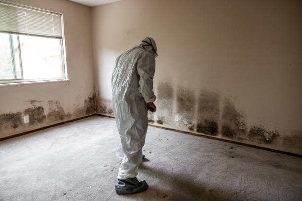 Best Post-Flood Mold Remediation in Warren, IL