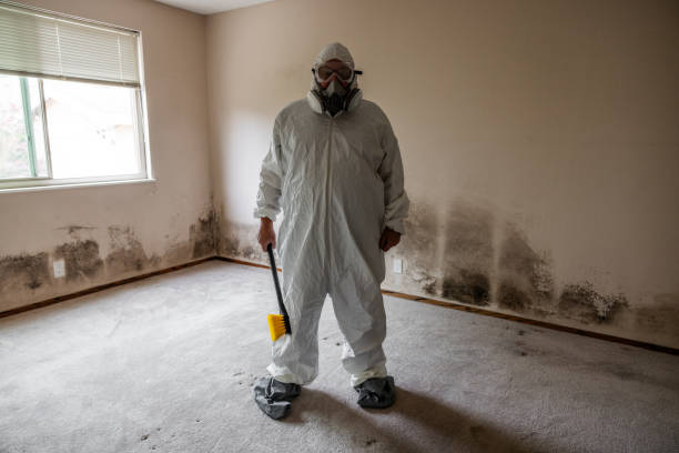 Best Commercial Mold Remediation in Warren, IL