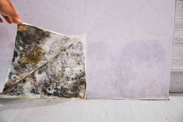 Best Kitchen Mold Remediation in Warren, IL